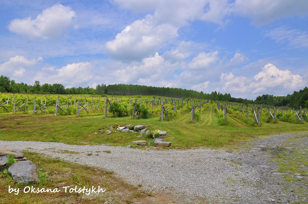 quebec wine 3