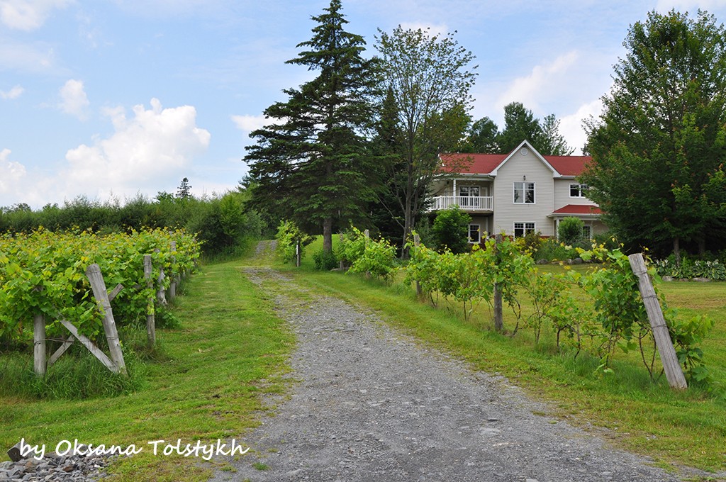 quebec wine 5