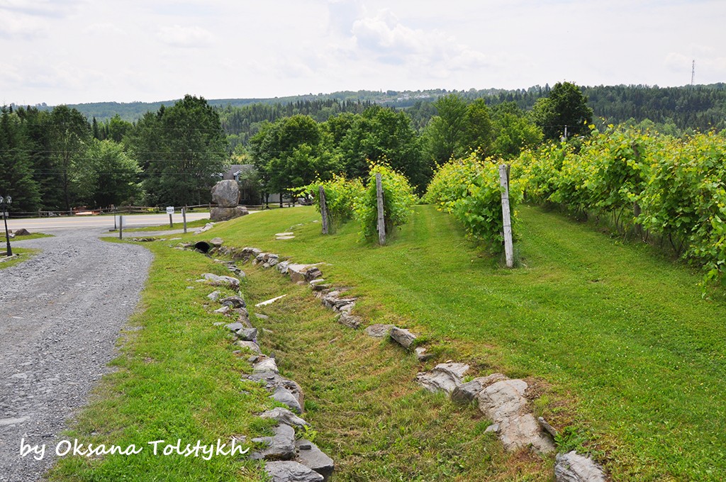 quebec wine 6