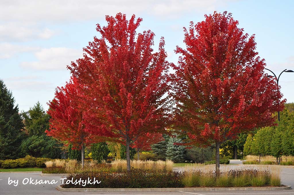 parc_marie_victorin