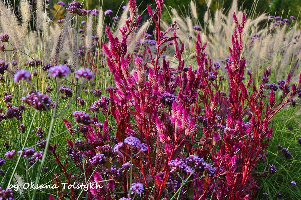 parc_marie_victorin_38