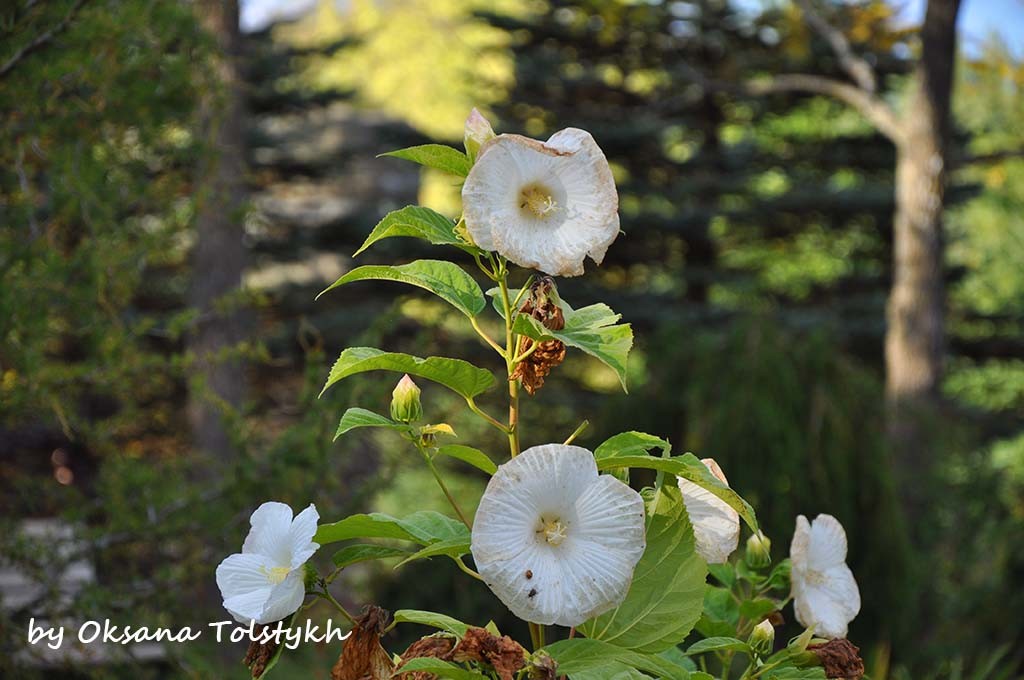 parc_marie_victorin_54