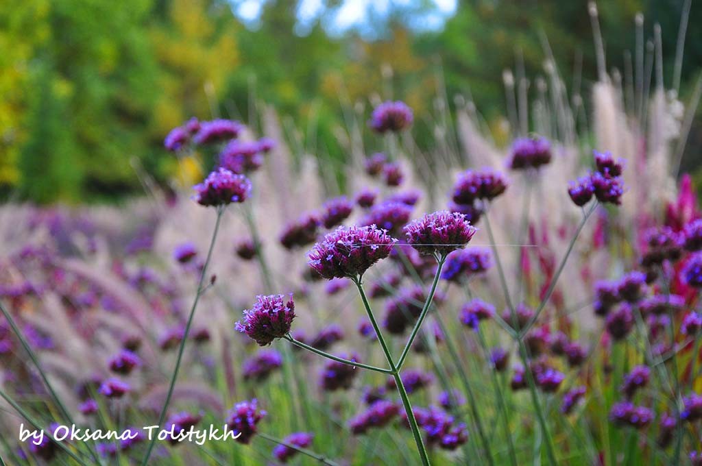 parc_marie_victorin_6