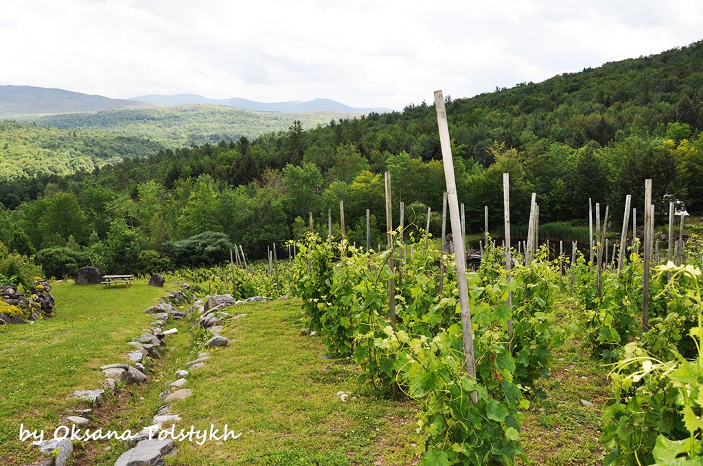 vignoble_chapelle_ste_agnes_14